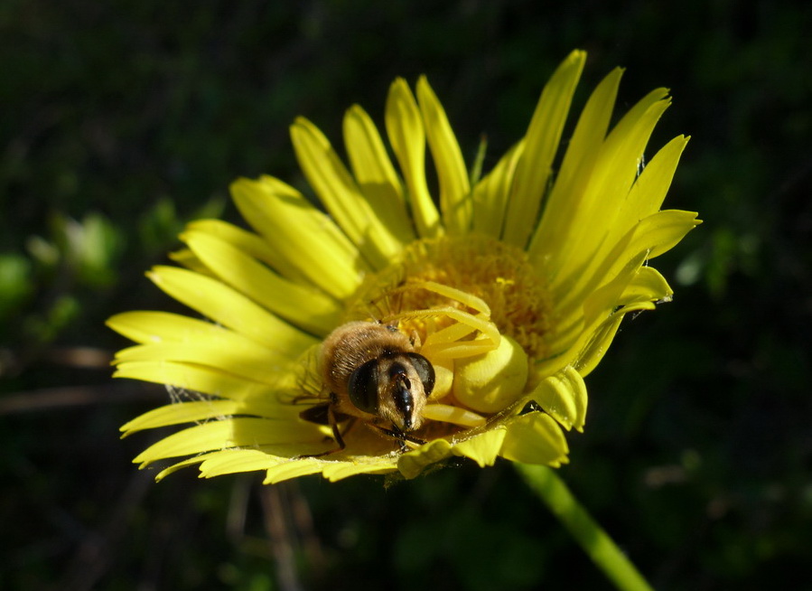 Misumena vatia - Monte Olimpo (Grecia)